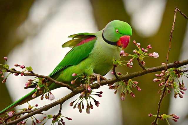 টিয়া পাখি