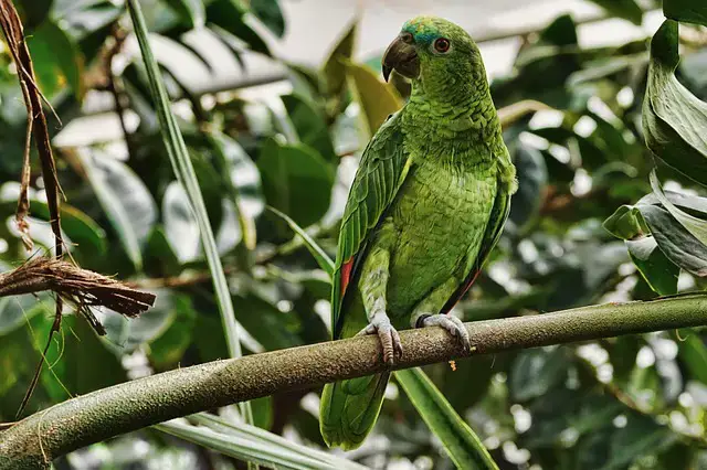 তোতা পাখি