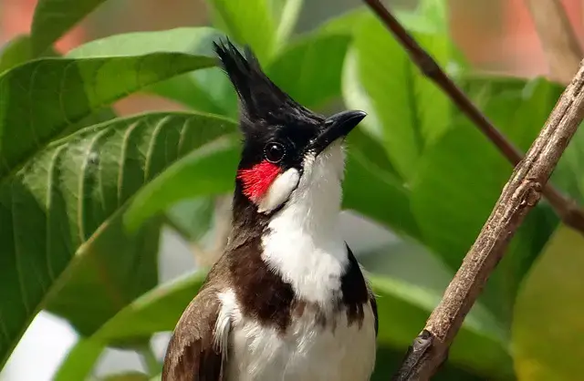 বুলবুলি বা, চাতক পাখি