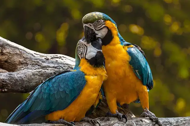 লাভ বার্ড