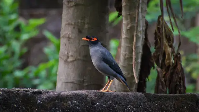 শালিক পাখি