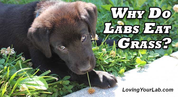 why do labradors eat grass