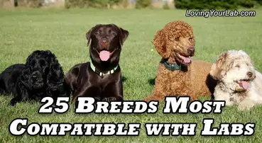 25 Dog Breeds Most Compatible With Labradors Loving Your Lab