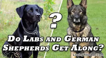 Can Labradors German Shepherds Live Together Loving Your Lab