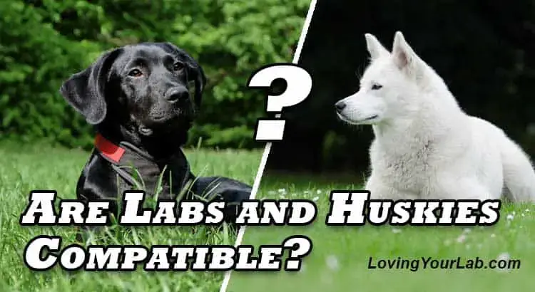 Do Labradors And Huskies Get Along Loving Your Lab