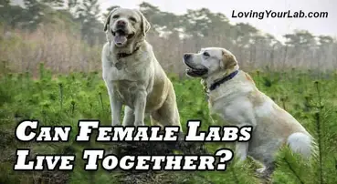 How old do female labs live