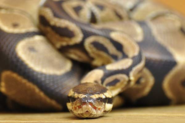 ball python red light