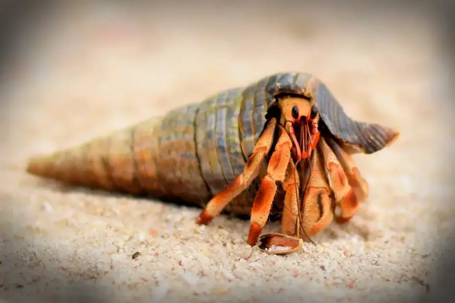 hermit crab meaning