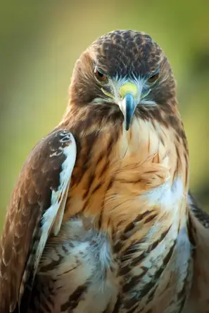 hawk meaning hawk totem